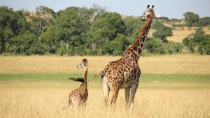 Una jirafa masai y su cría, en en la reserva natural nacional de Masai Mara, en Kenia.