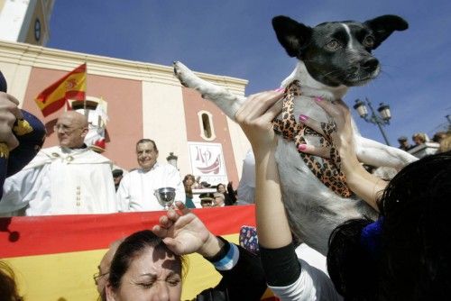 Las mascotas toman la plaza de San Antón de Cartagena