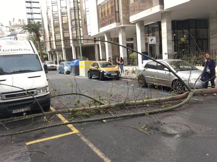 Un árbol cae en mitad de la calzada de la calle Cayetano de Lugo