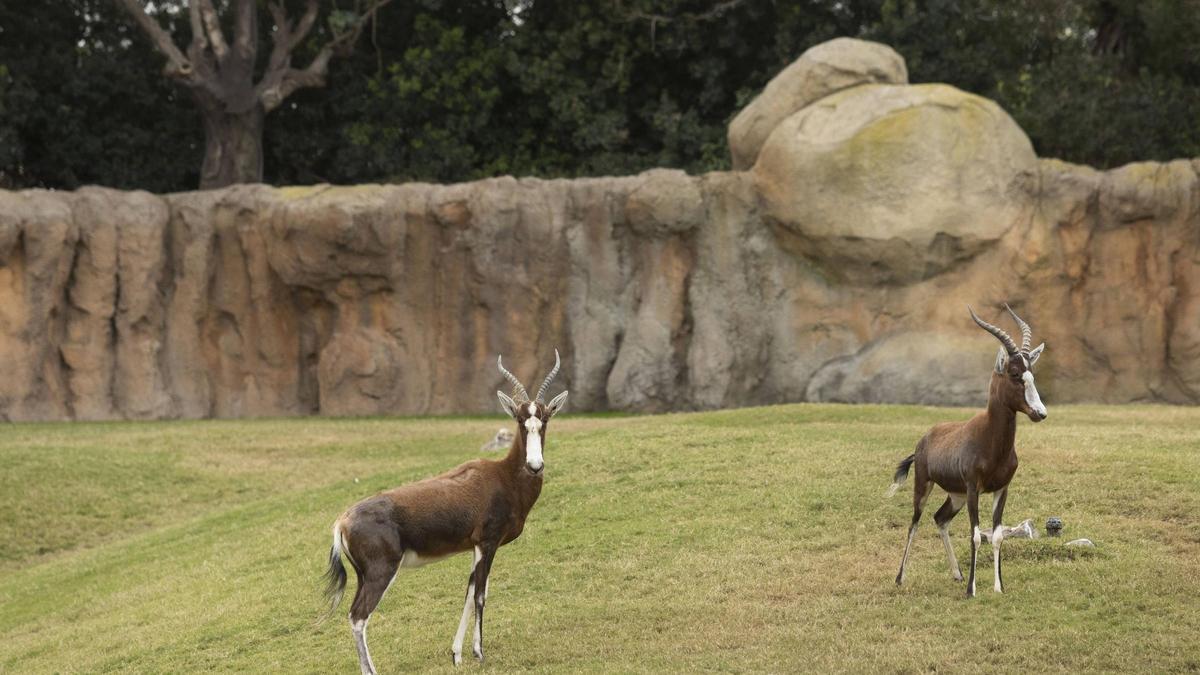 Bioparc participa en medio centenar de programas europeos para garantizar la preservación.