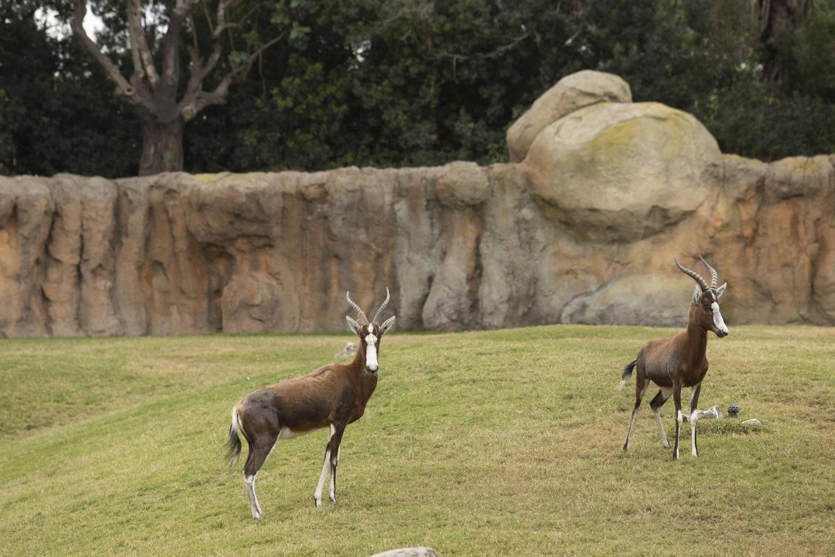 Bioparc participa en medio centenar de programas europeos para garantizar la preservación.