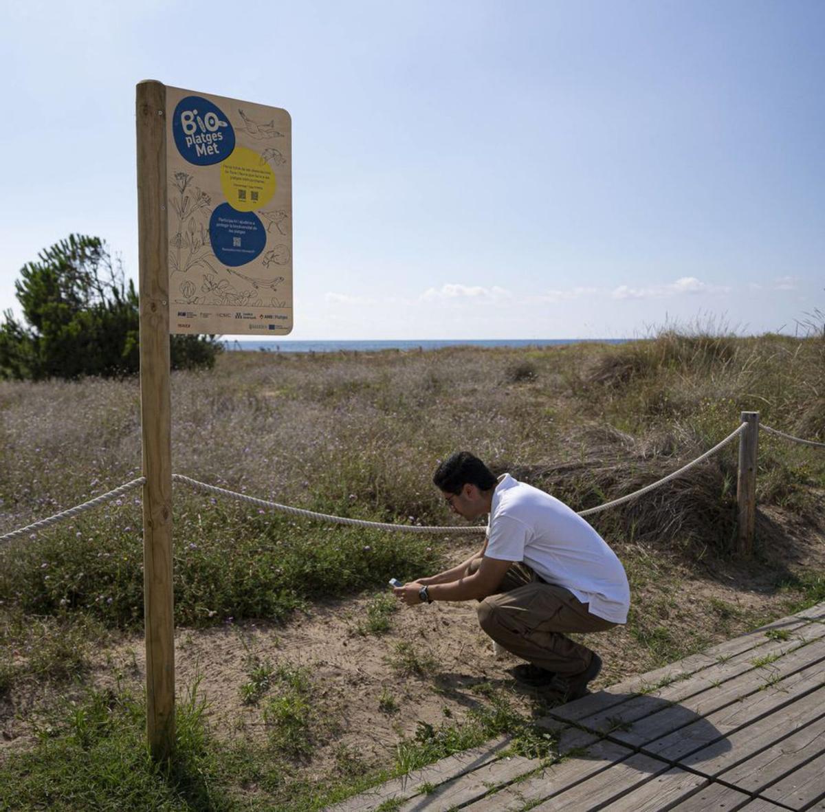 Un inventari ciutadà censa la biodiversitat de les platges