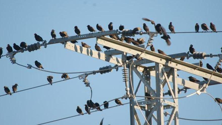 Estorninos colocados en una torreta eléctrica.