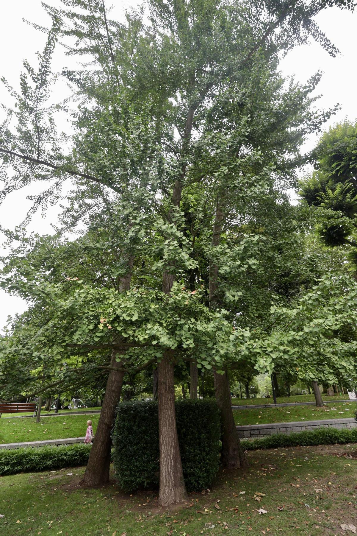 El Campo, un desconocido "Parque Jurásico" vegetal con especies arcaicas (alguna sobrevivió a los dinosaurios), en imágenes