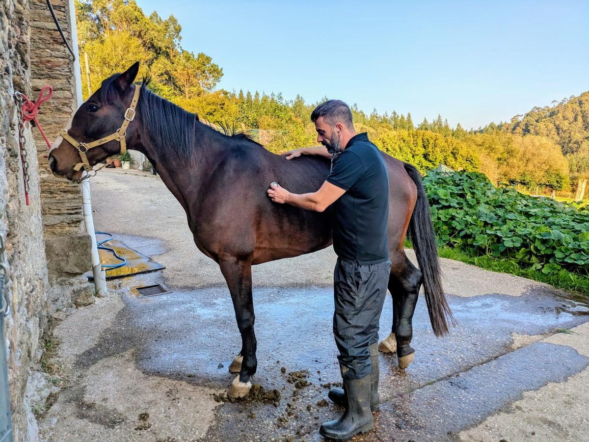 Javier Blanco atiende a un caballo en la Mariña lucense.