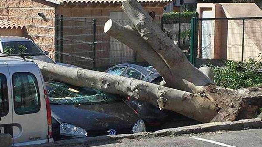 Un árbol caído en Peguera dañó varios vehículos.