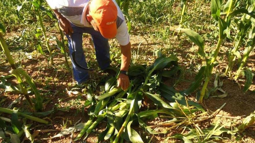 El propietario del cultivo de maíz retira las plantas arrasadas por el paso de los animales. // Uxía Santiso