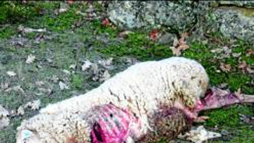 Perros cimarrones matan once ovejas y 4 corderos en Jarandilla