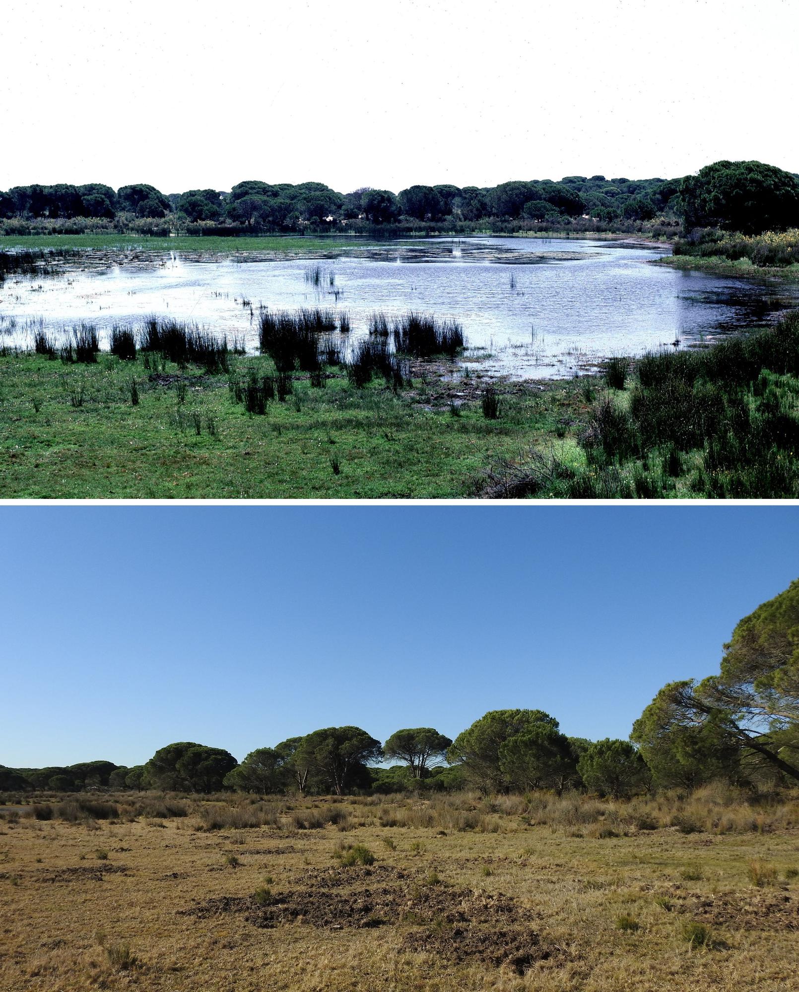Das Feuchtgebiet Doñana in Südspanien verdorrt