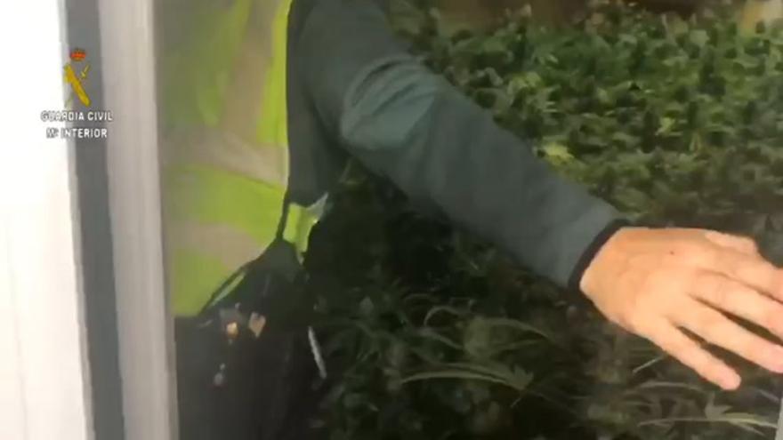 Video de la plantación de marihuana en Garrapinillos