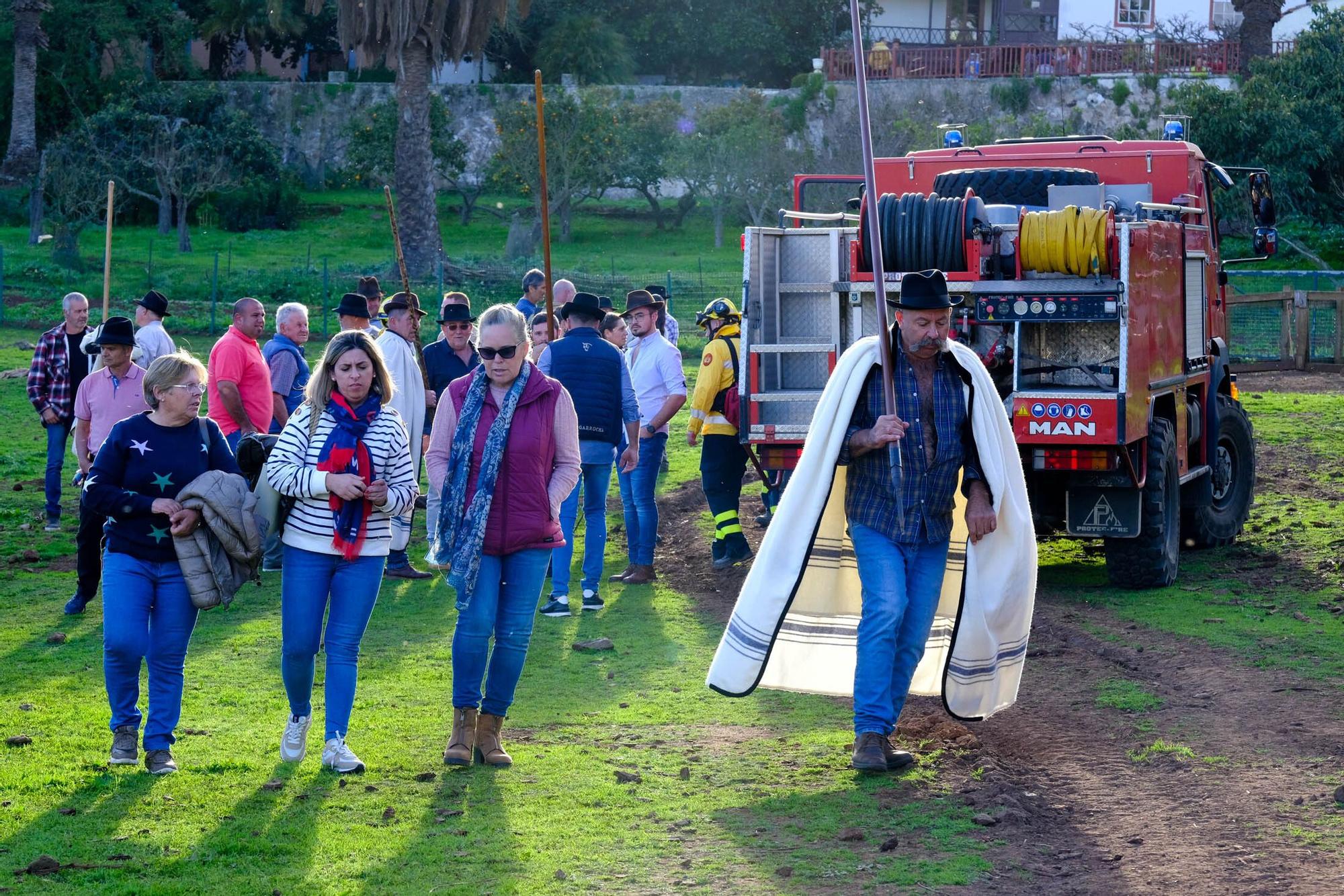 Pastoreo con ovejas 'bombero' para prevenir incendios en Gran Canaria