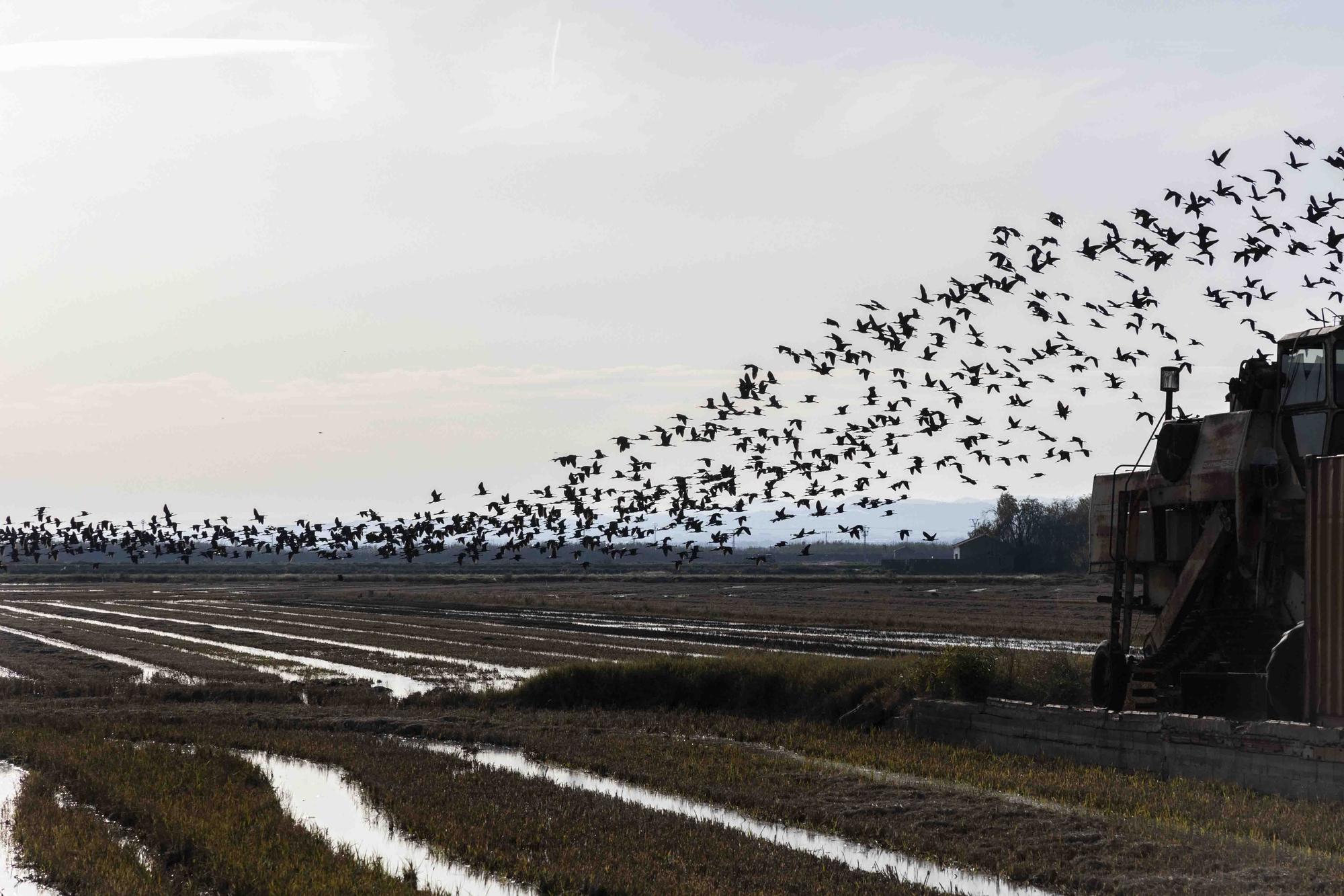 El picatort toma l'Albufera