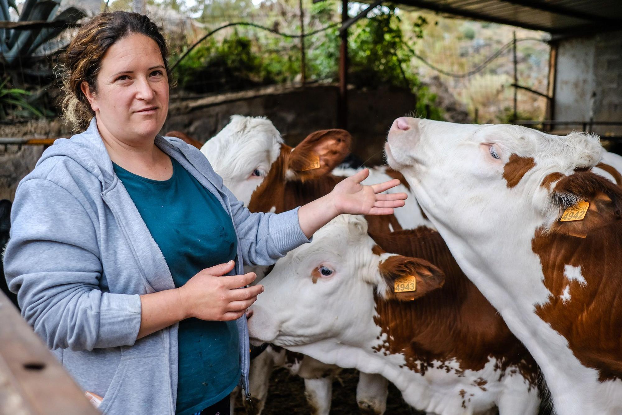 Judith González, ganadera de Valsequillo con casi un centenar de vacas