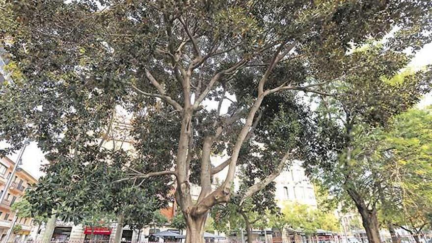 El centenario ficus supone un peligro, tras la caída de seis ramas desde junio.