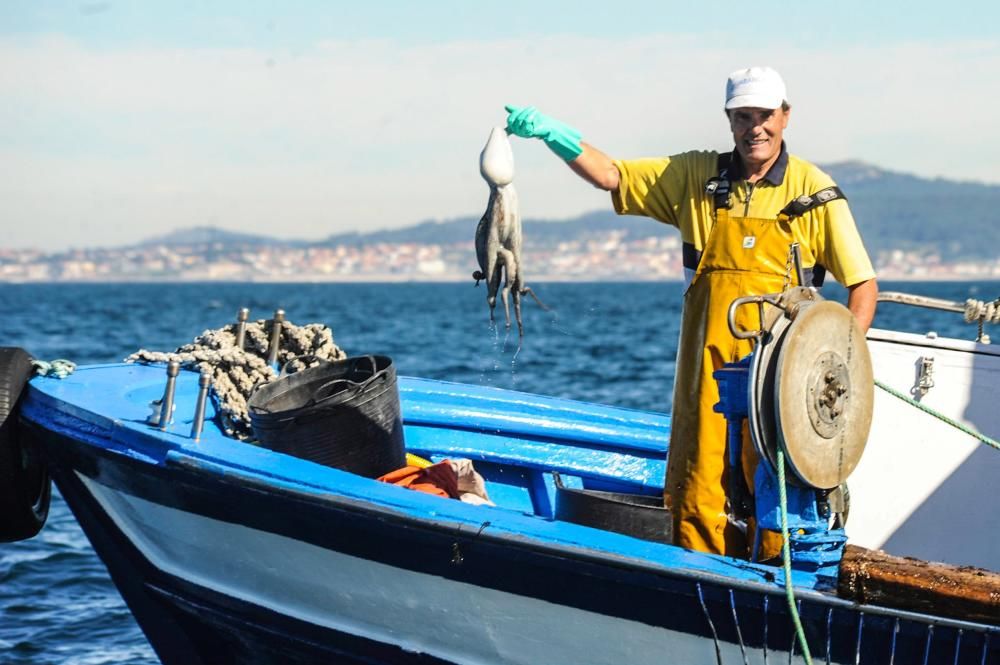 El pulpo, esquivo en Arousa