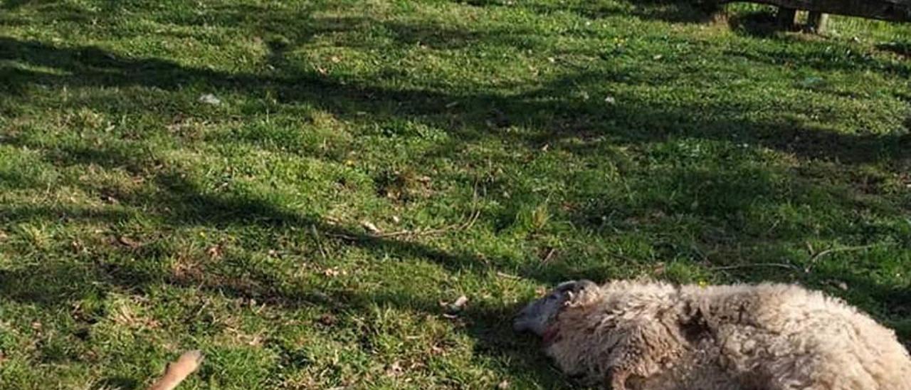 Dos de las ovejas que mataron los lobos en Villamorey.