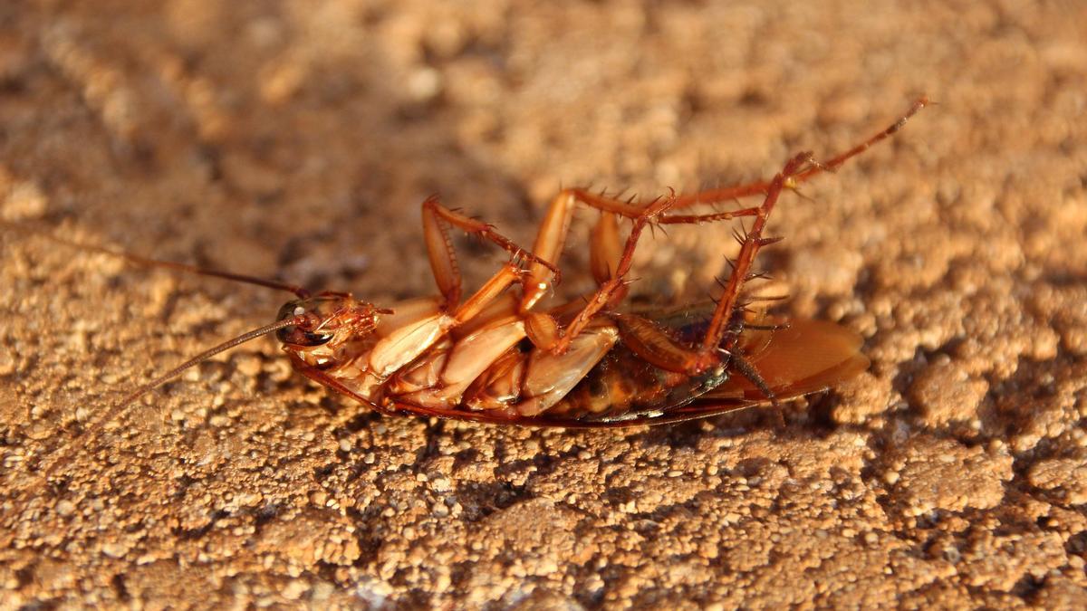 La Policía Local de Vigo tuvo que intervenir esta semana en una vivienda del centro para retirar una cucaracha.