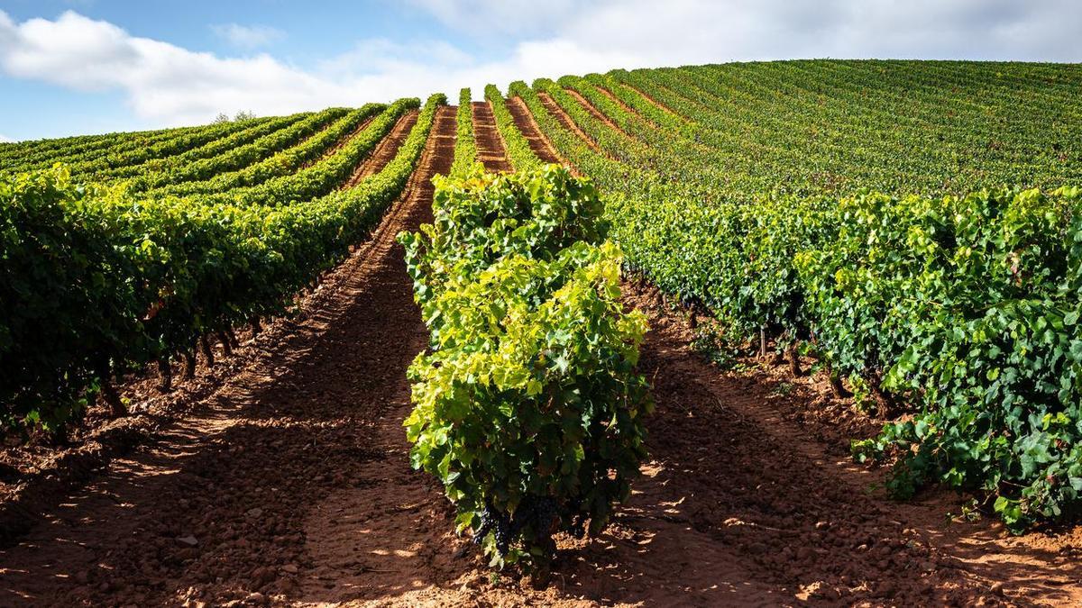 Descubrimos el viñedo más alto de Europa