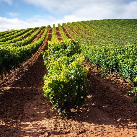 El viñedo más alto de Europa está en España y crece sobre antiguas coladas de lava