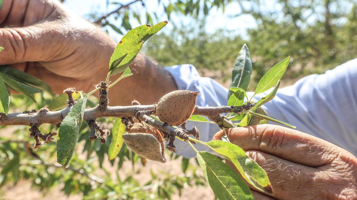 Producción de almendras del agricultor Roque Bru, en Elche.