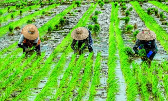 Mujeres trabajando en un arrozal.