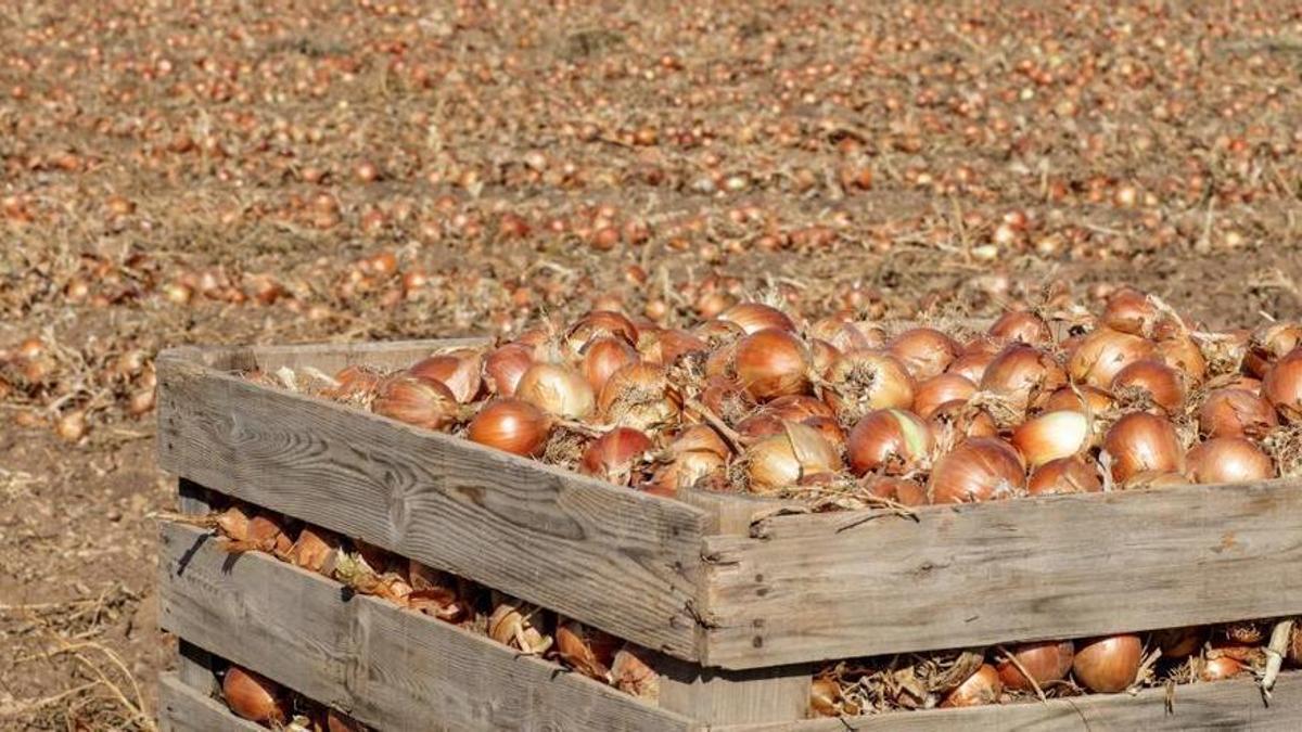 En la Vega del Guadalquivir también se recolectan hortalizas, almendros, melocotones, olivos o cebollas.