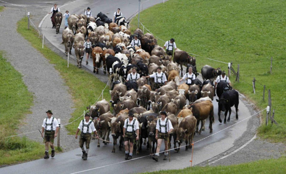 Pastors bavaresos, seguits per les seves vaques, caminen per un carrer d’Oberstaufen, a uns 160 quilòmetres al sud de Munich. Al final de la temporada d’estiu, els agricultors traslladen els seus ramats des dels Alps fins a la vall a les pastures d’hivern.