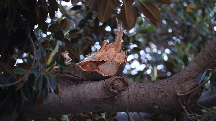 Cae una rama del singular ficus de la Misericòrdia