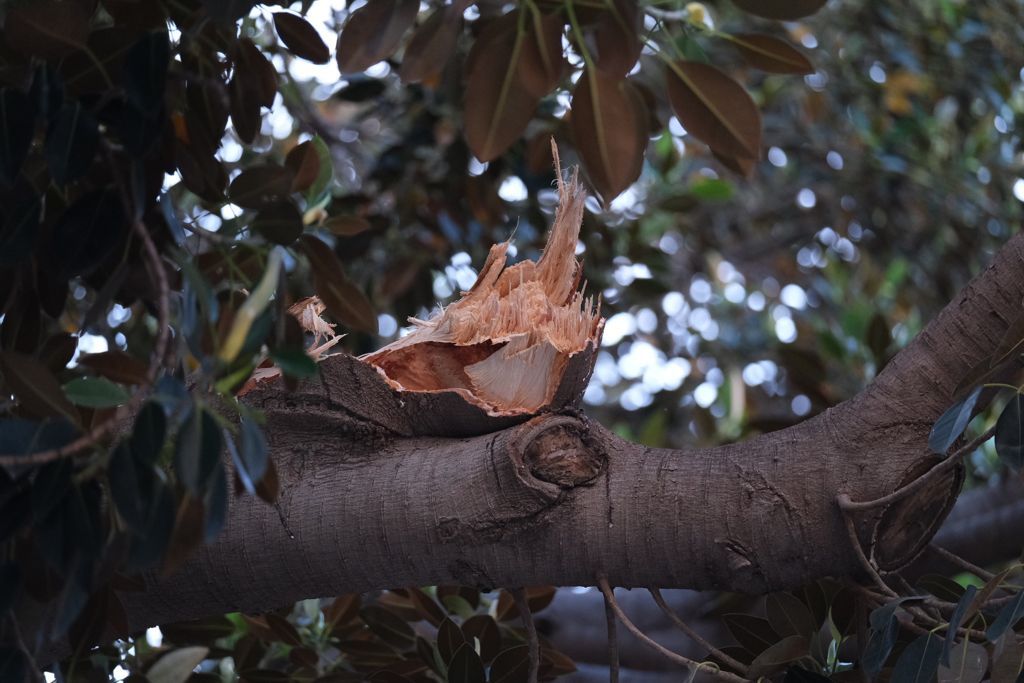 Cae una rama del emblemático ficus de la Misericòrdia