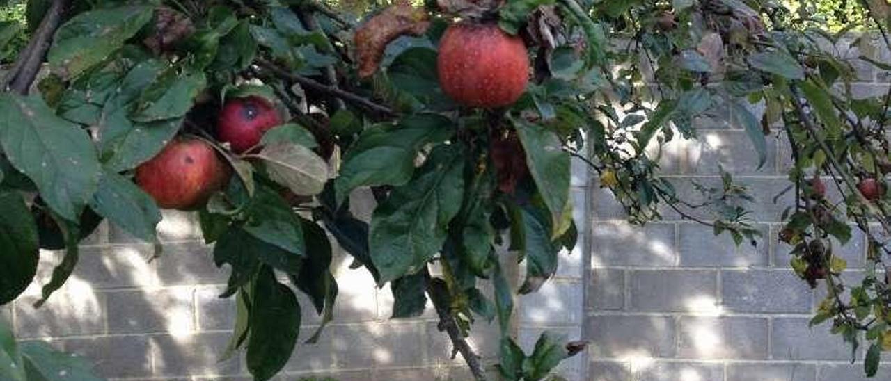 La manzana, aún en el árbol