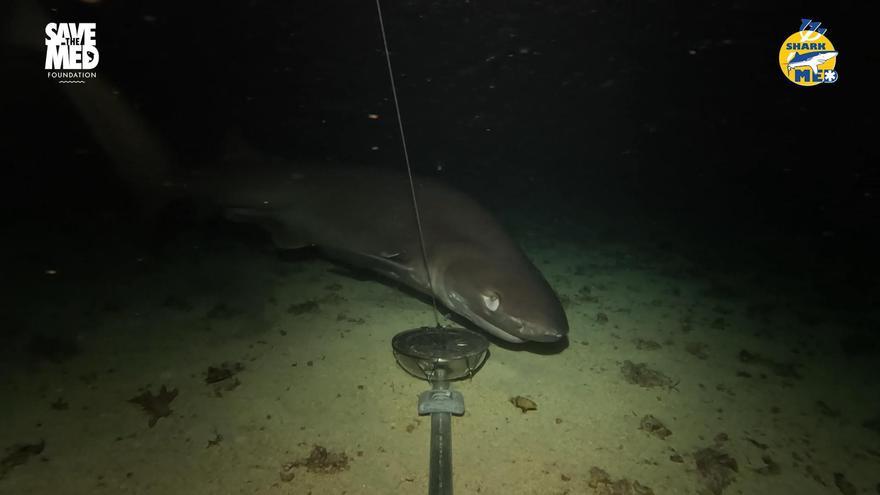 Hier-schwimmt-der-Stumpfnasen-Sechskiemerhai-vor-den-Balearen