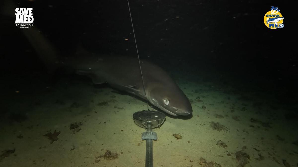 Hier schwimmt der Stumpfnasen-Sechskiemerhai vor den Balearen
