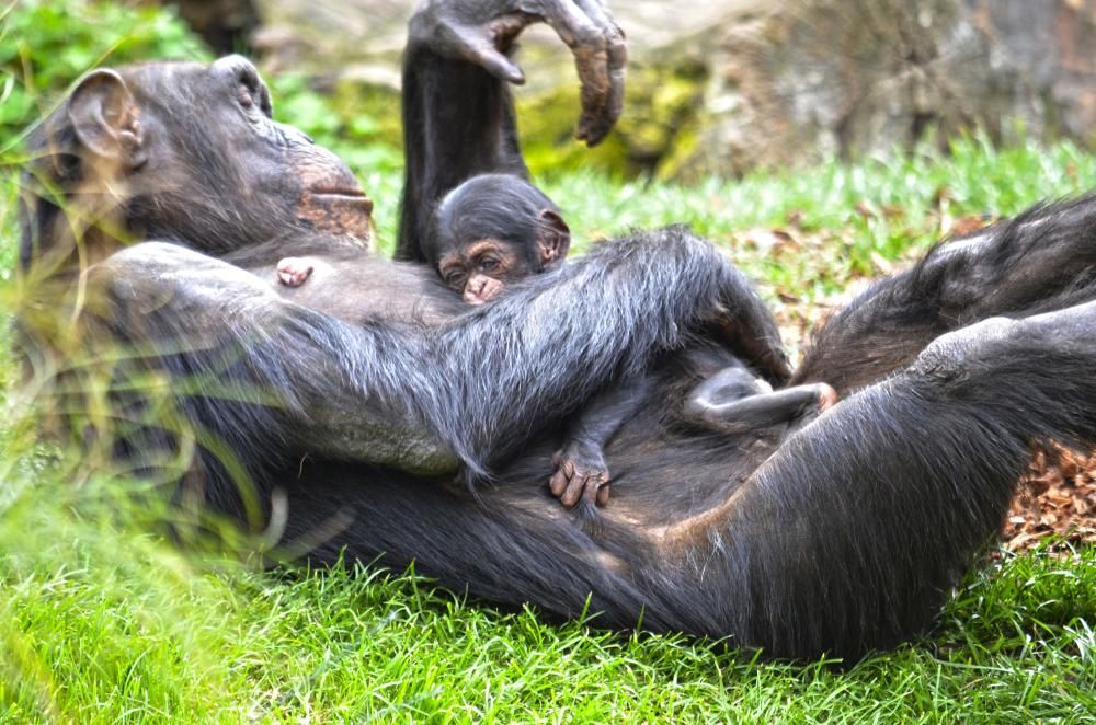 Nace una cría de chimpancé en Bioparc Valencia