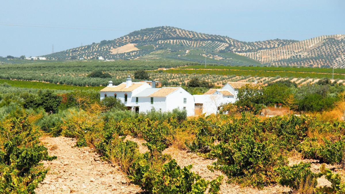 Montilla, la histórica ciudad de Córdoba que hay que visitar en septiembre.