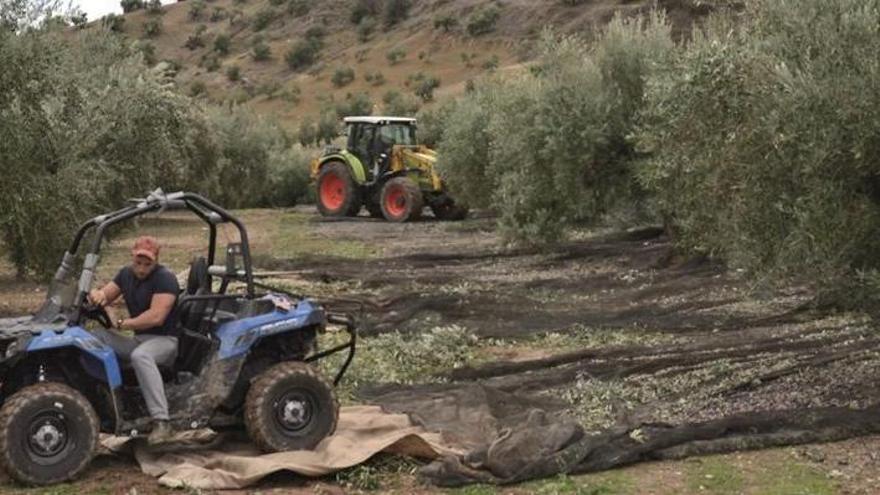 El Gobierno descarta posponer el aforo de la aceituna y recuerda que es una obligación legal