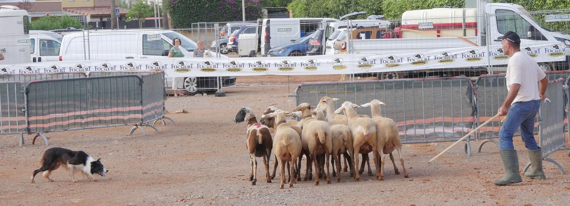 La Fira Agrícola de Nules, en imágenes