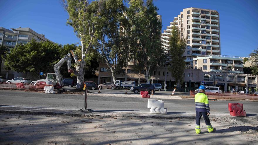 Obras del Paseo Marítimo: Los árboles de más de 20 especies distintas tendrán predominancia sobre las palmeras