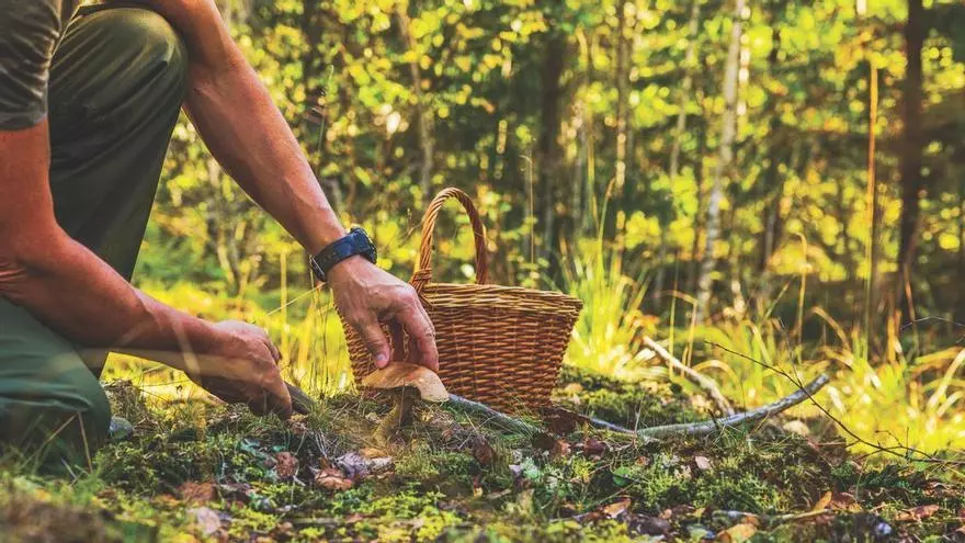 El bosque con más de 800 variedades de setas perfecto para octubre: está considerado "un paraíso micológico del norte de España" y tiene robles centenarios