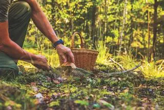 El bosque con más de 800 variedades de setas perfecto para octubre: está considerado "un paraíso micológico del norte de España" y tiene robles centenarios