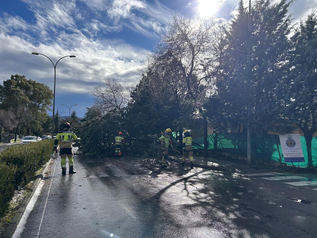 Árbol caído junto a la sede de Protección Civil en Plasencia.