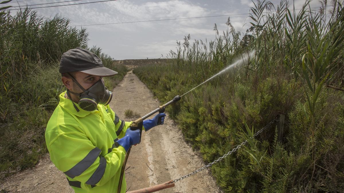 Un operario fumiga una plaga de mosquitos en las partidas rurales de Alicante, el pasado agosto.