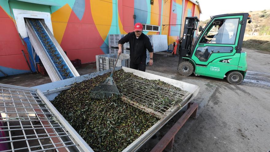 Los agricultores y las almazaras, &quot;en alerta&quot; ante el robo de aceite en Aragón