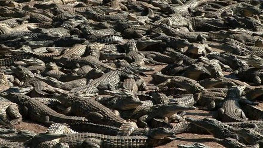 Se inicia la caza de 10.000 cocodrilos escapados de una granja