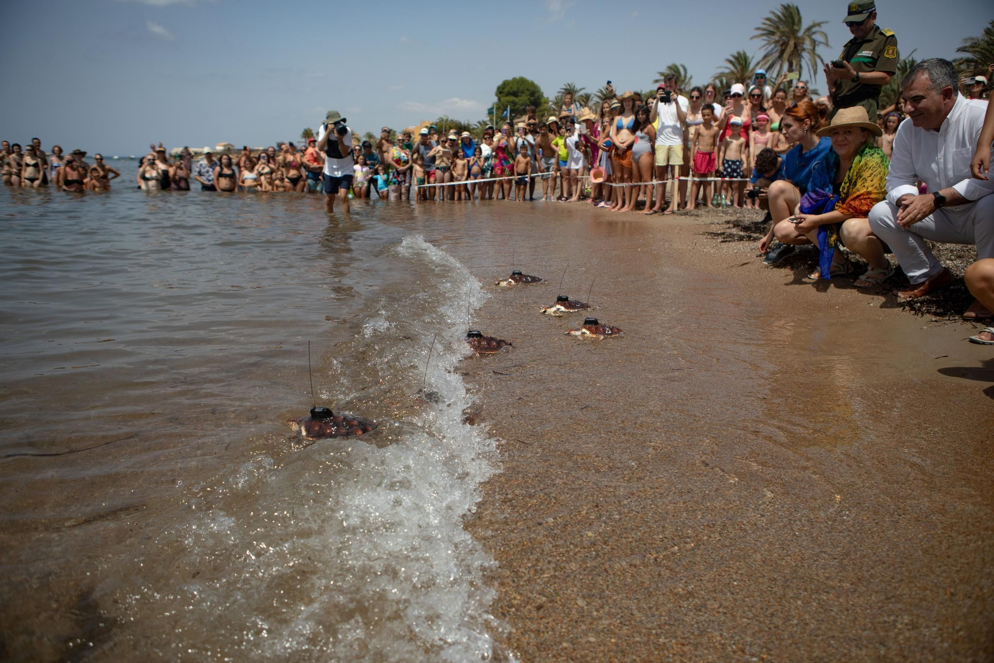 Sueltan 21 tortugas bobas en su hábitat natural en Isla Plana