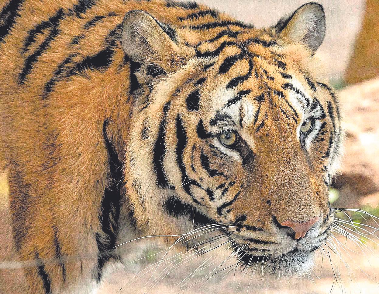 El tigre de bengala _Manito_ fue criado con biber�n tras morir su madre en el parto.jpg