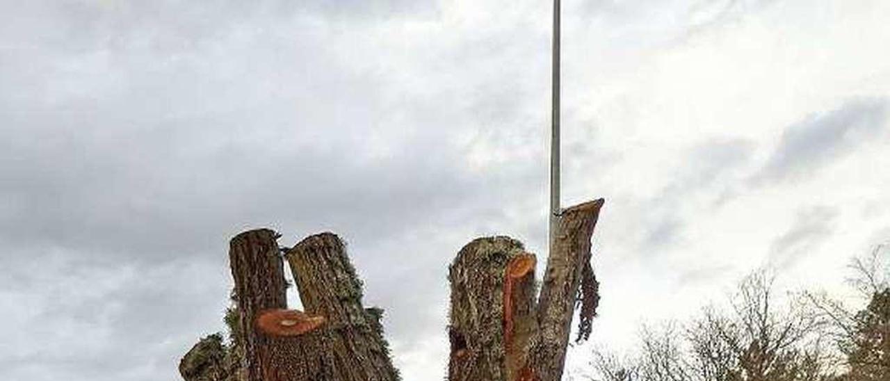 Poda drástica de árboles en el Parque dos Patos, Barbadás. // I.O.