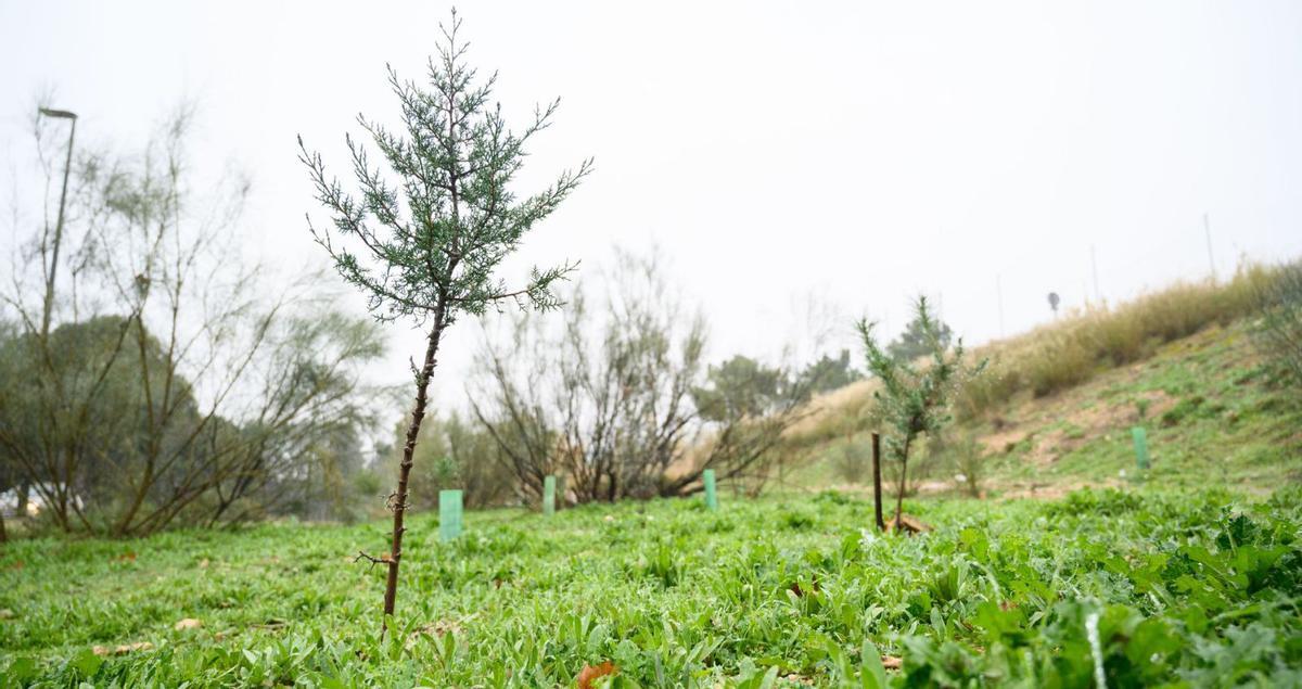 El trabajo vecinal echa raíces en Torrero