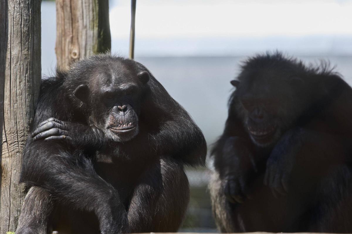 La Fundació Mona, ubicada a Riudellots de la Selva