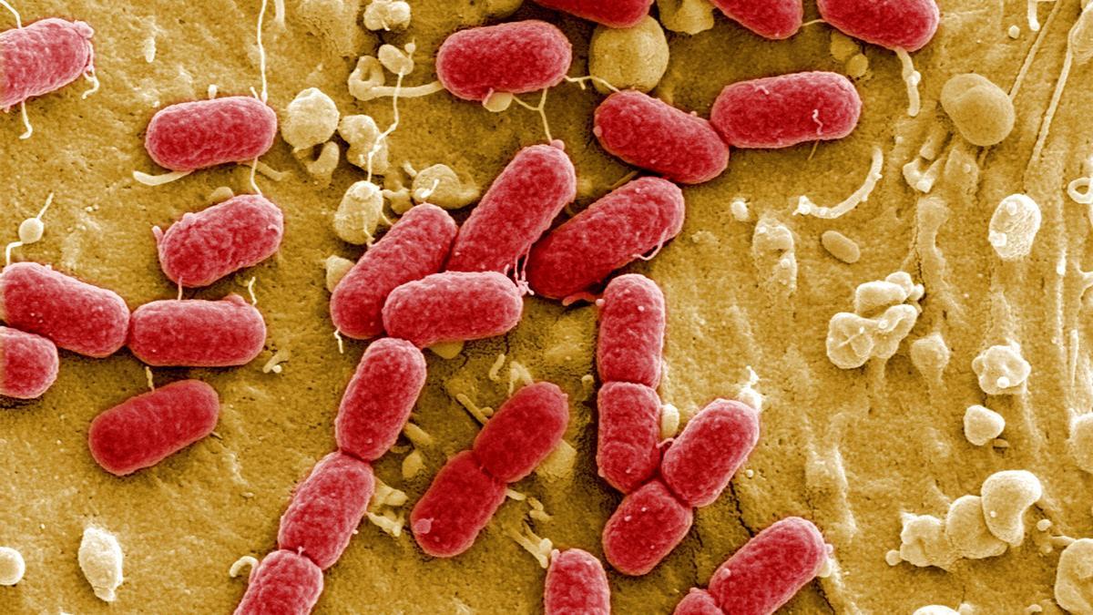 La mayoría de las bacterias que se encuentran en nuestro organismo son buenas, solo unas pocas especies causan enfermedades.