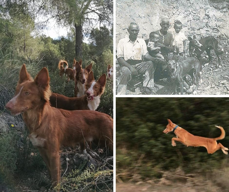 La historia de la caza en la Comunidad Valenciana está íntimamente ligada a la del xarnego valenciano, también conocido como podenco valenciano o “gos coniller”.